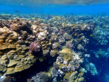 Mısır 'daki geniş mercan ve resif sakinleri.