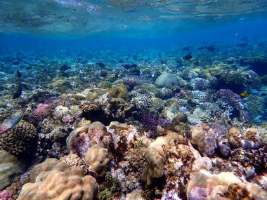 Mısır 'daki geniş mercan ve resif sakinleri.