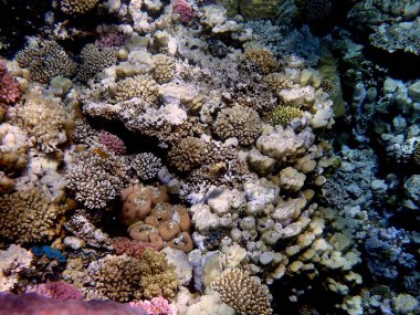 Mısır 'daki geniş mercan ve resif sakinleri.