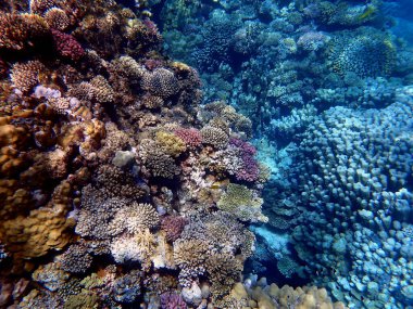 Mısır 'daki geniş mercan ve resif sakinleri.