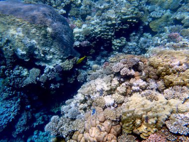 Mısır 'daki geniş mercan ve resif sakinleri.