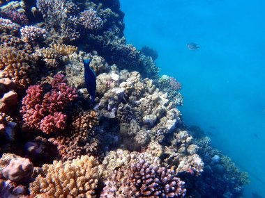 Mısır 'daki geniş mercan ve resif sakinleri.