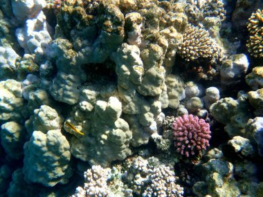 Mısır 'daki geniş mercan ve resif sakinleri.