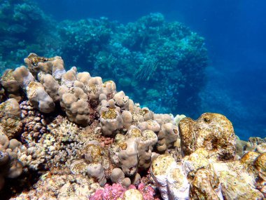 Mısır 'daki geniş mercan ve resif sakinleri.