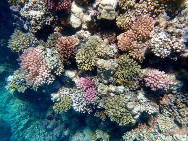 Mısır 'daki geniş mercan ve resif sakinleri.