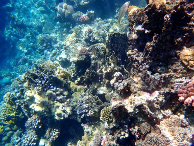 Mısır 'daki geniş mercan ve resif sakinleri.