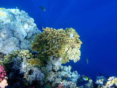 Mısır 'daki geniş mercan ve resif sakinleri.