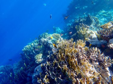 Mısır 'daki geniş mercan ve resif sakinleri.