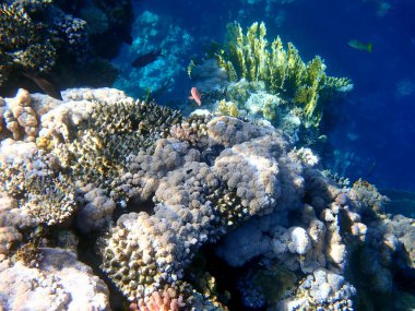 Mısır 'daki geniş mercan ve resif sakinleri.