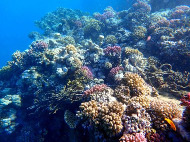 Mısır 'daki geniş mercan ve resif sakinleri.