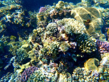 Mısır 'daki geniş mercan ve resif sakinleri.