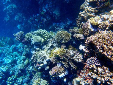 Mısır 'daki geniş mercan ve resif sakinleri.