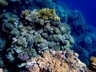 Mısır 'daki geniş mercan ve resif sakinleri.
