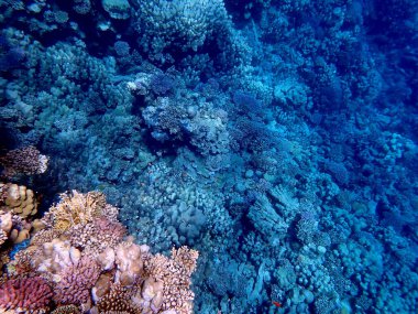 Mısır 'daki geniş mercan ve resif sakinleri.