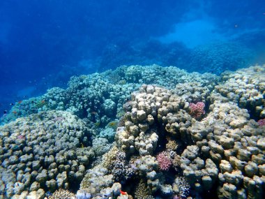 Mısır 'daki geniş mercan ve resif sakinleri.