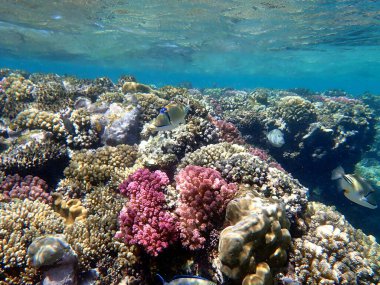 Mısır 'daki geniş mercan ve resif sakinleri.