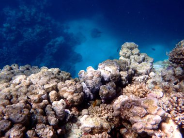 Mısır 'daki geniş mercan ve resif sakinleri.