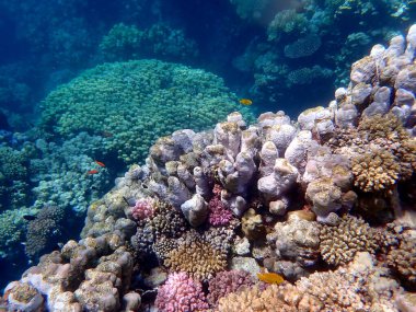 Mısır 'daki geniş mercan ve resif sakinleri.