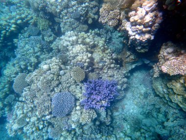 Mısır 'daki geniş mercan ve resif sakinleri.