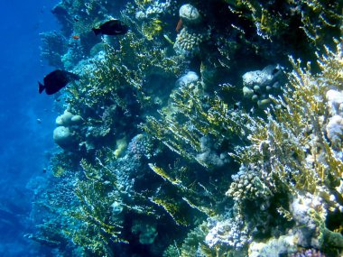 Mısır 'daki geniş mercan ve resif sakinleri.
