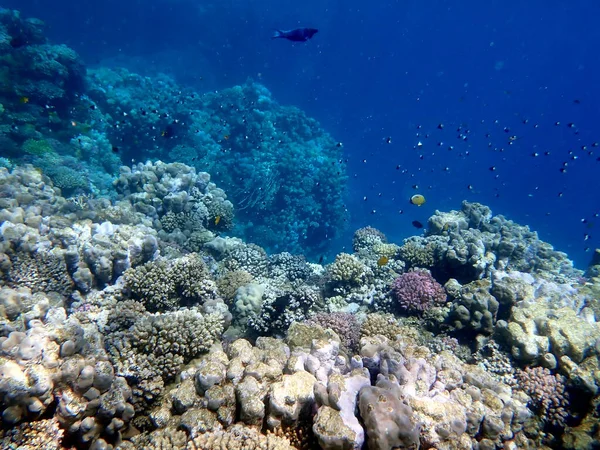 Canlı sığ mercan resifleri kırmızı bölgede küçük balıklarla kaynıyor.