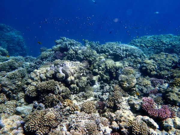 Canlı sığ mercan resifleri kırmızı bölgede küçük balıklarla kaynıyor.