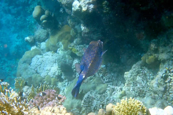 Mısır 'daki mercan resifi üzerinde mavi benekli boxfish