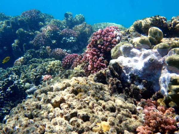Mısır 'daki geniş mercan ve resif sakinleri.
