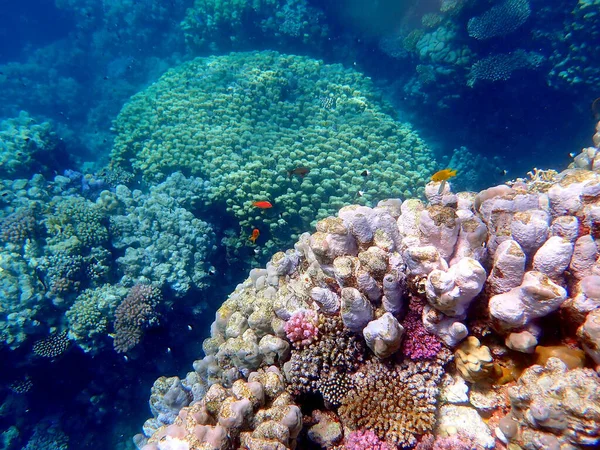 Mısır 'daki geniş mercan ve resif sakinleri.
