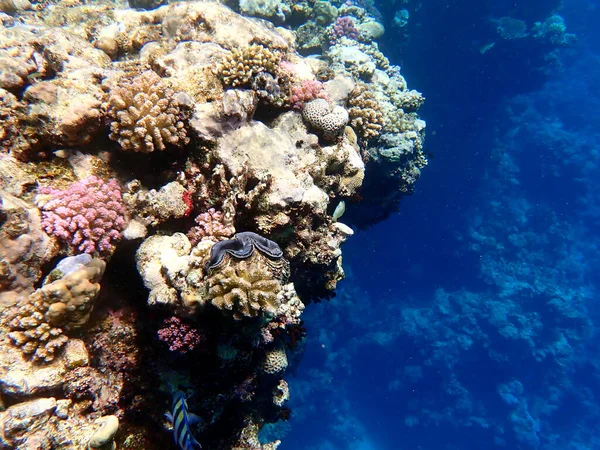 Mısır 'daki geniş mercan ve resif sakinleri.