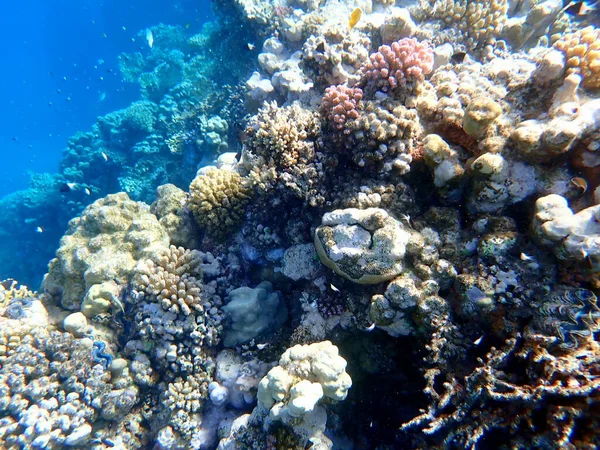Mısır 'daki geniş mercan ve resif sakinleri.