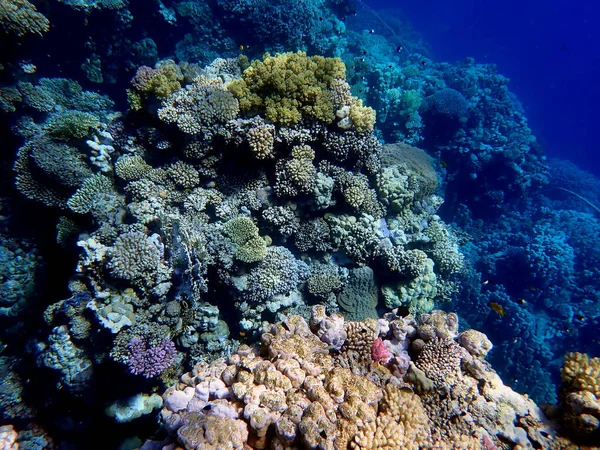 Mısır 'daki geniş mercan ve resif sakinleri.
