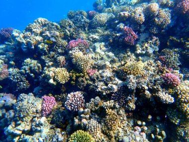 Mısır 'daki geniş mercan ve resif sakinleri.