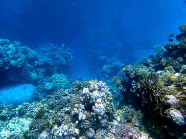 Mısır 'daki geniş mercan ve resif sakinleri.
