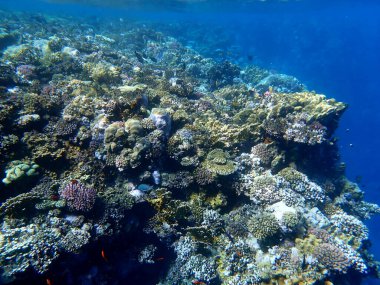 Mısır 'daki geniş mercan ve resif sakinleri.