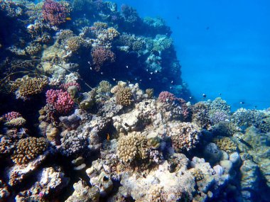 Mısır 'daki geniş mercan ve resif sakinleri.