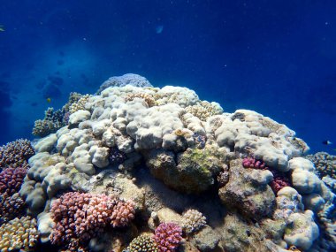 Mısır 'daki geniş mercan ve resif sakinleri.