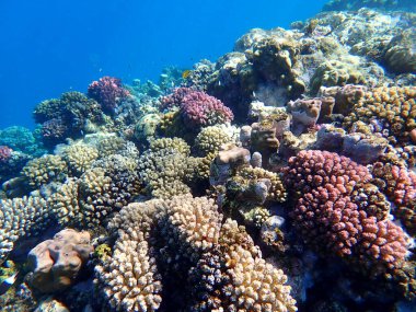 Mısır 'daki geniş mercan ve resif sakinleri.