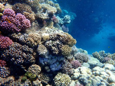 Mısır 'daki geniş mercan ve resif sakinleri.