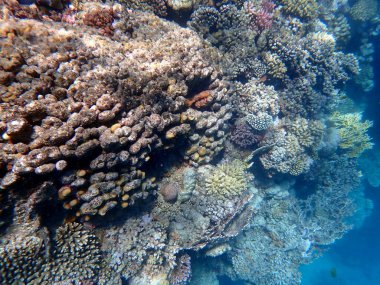 Mısır 'daki geniş mercan ve resif sakinleri.