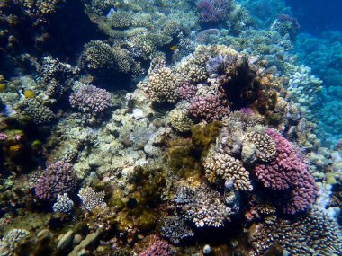 Mısır 'daki geniş mercan ve resif sakinleri.