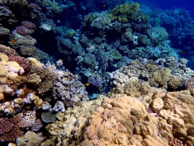 Mısır 'daki geniş mercan ve resif sakinleri.