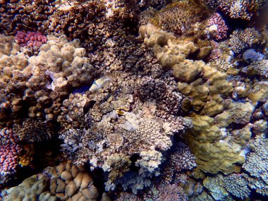 Mısır 'daki geniş mercan ve resif sakinleri.