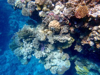 Mısır 'daki geniş mercan ve resif sakinleri.