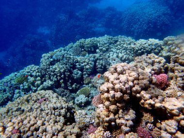 Mısır 'daki geniş mercan ve resif sakinleri.
