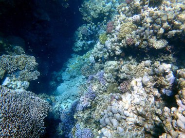 Mısır 'daki geniş mercan ve resif sakinleri.