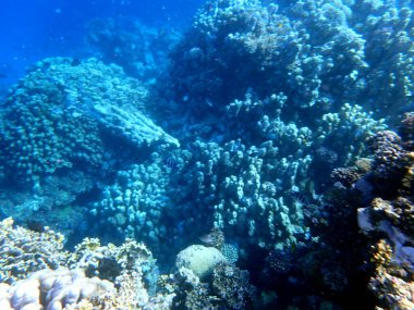 Mısır 'daki geniş mercan ve resif sakinleri.