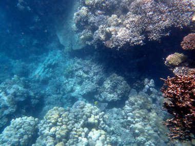Mısır 'daki geniş mercan ve resif sakinleri.