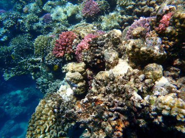 Mısır 'daki geniş mercan ve resif sakinleri.