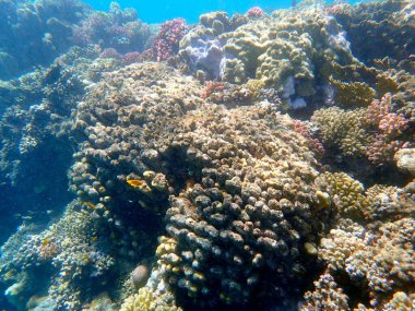 Mısır 'daki geniş mercan ve resif sakinleri.